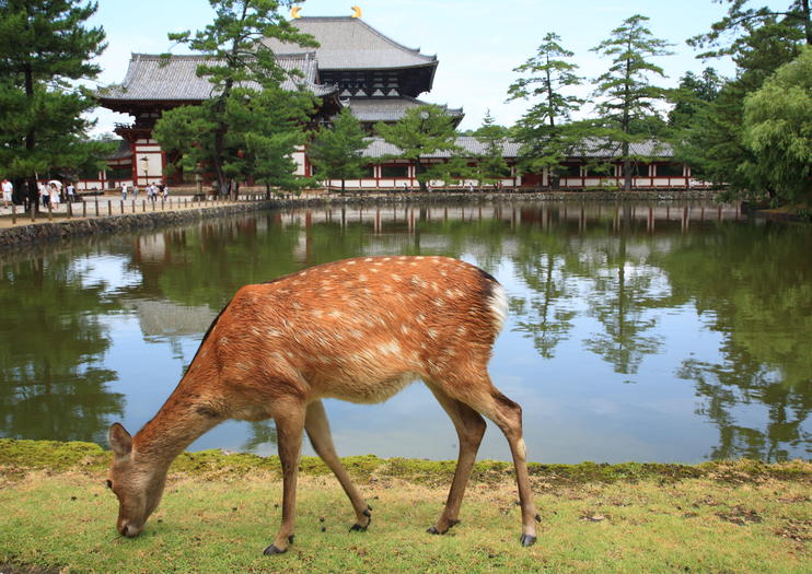 奈良の鹿公園 Viator ビアター