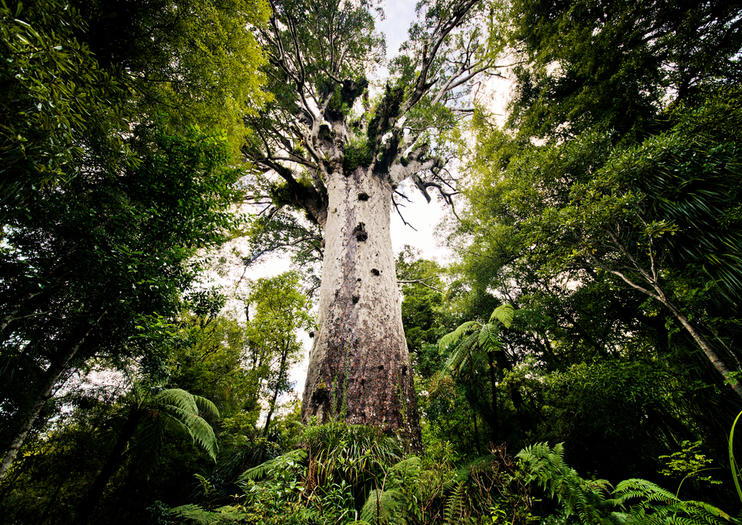Kauri Museum