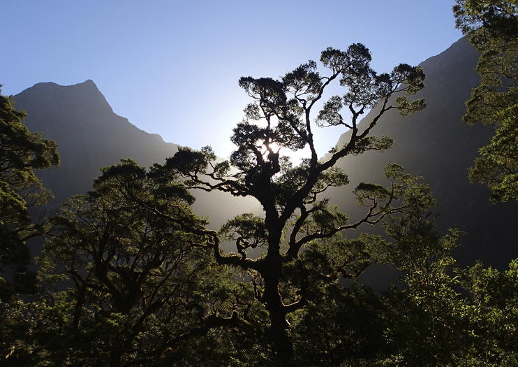Milford Track