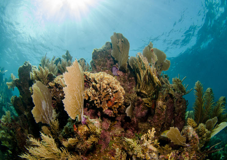 Cheeseburger Reef