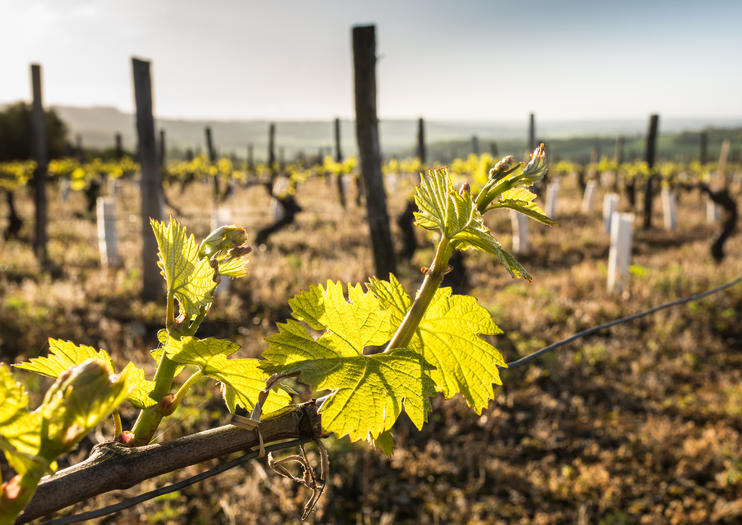 Graves Wine Region