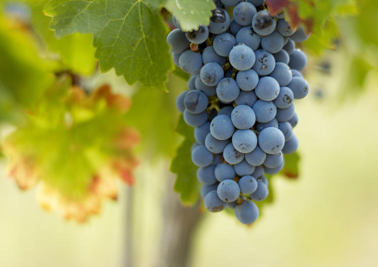 Pomerol