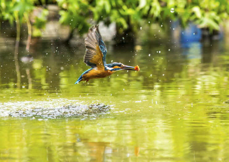 Parque Natural Guandu