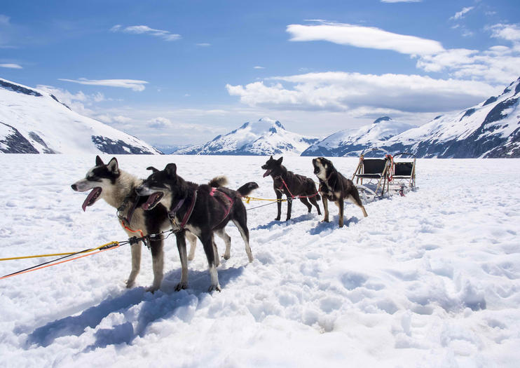 happy trails dog kennel