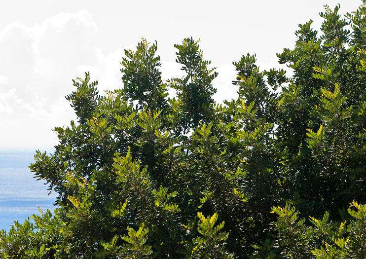 Pómac Forest Historic Sanctuary