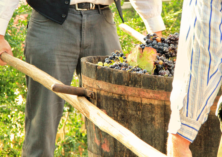 How to Experience Grape Harvest in Burgundy