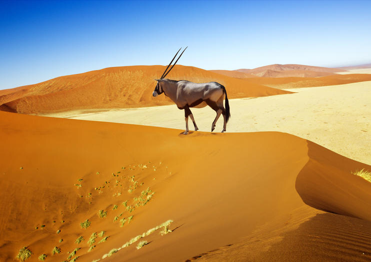 The Best Namib Naukluft National Park Tours Tickets Swakopmund Viator