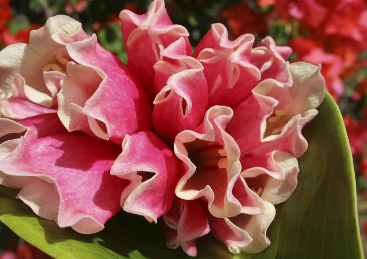 Botanical Gardens of Nevis