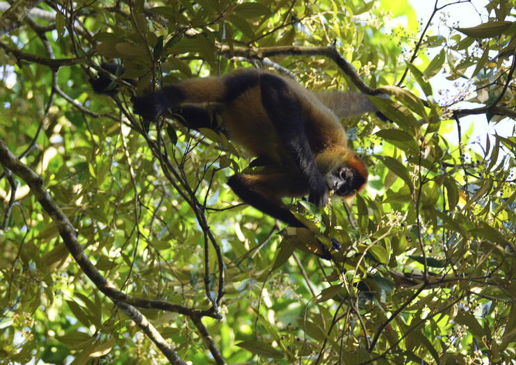 Caño Negro Wildlife Refuge (Refugio Nacional de Vida Silvestre Mixto Caño Negro)