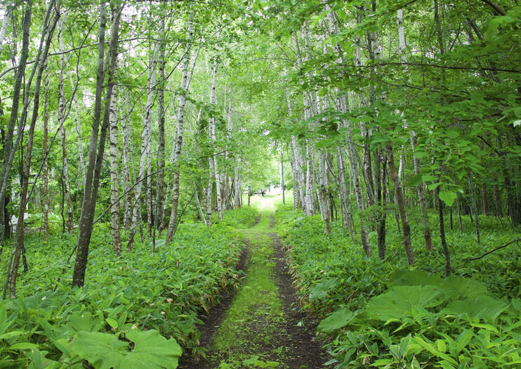 Nopporo Forest Park (Nopporo Shinrin Koen)