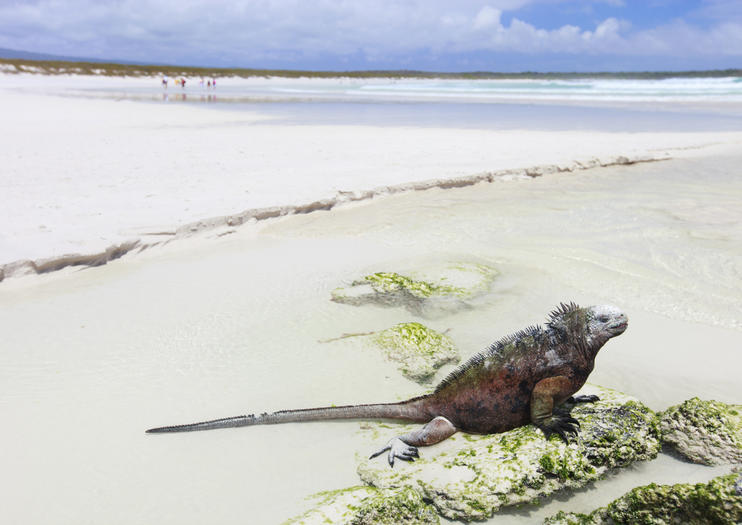 Tortuga Bay