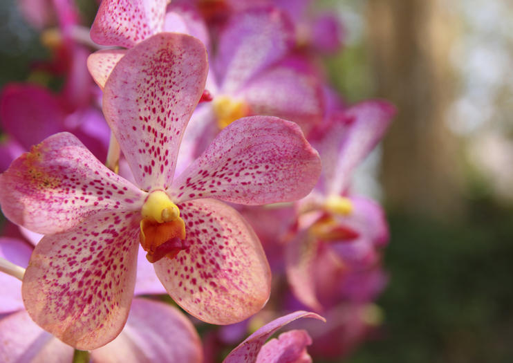 Suan Bua Mae Sa Orchid Farm