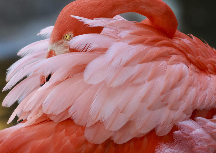 Flamingo Gardens