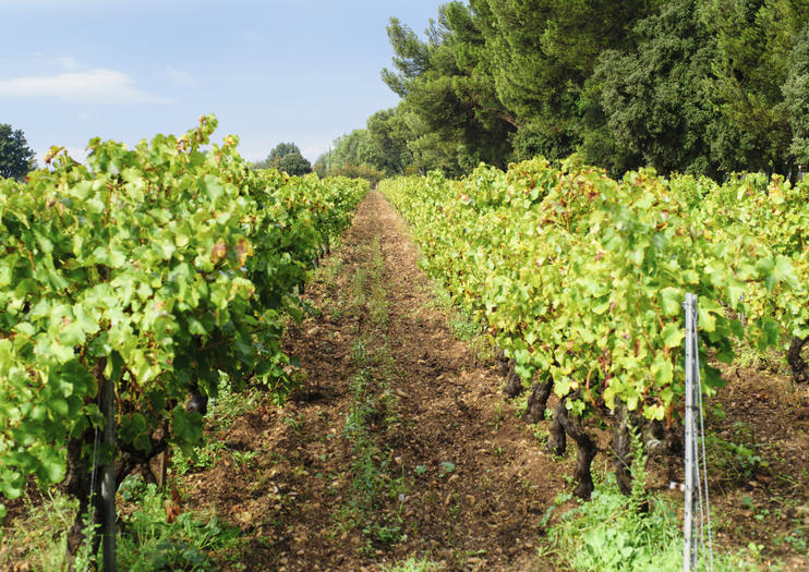 Fronton Wine Region
