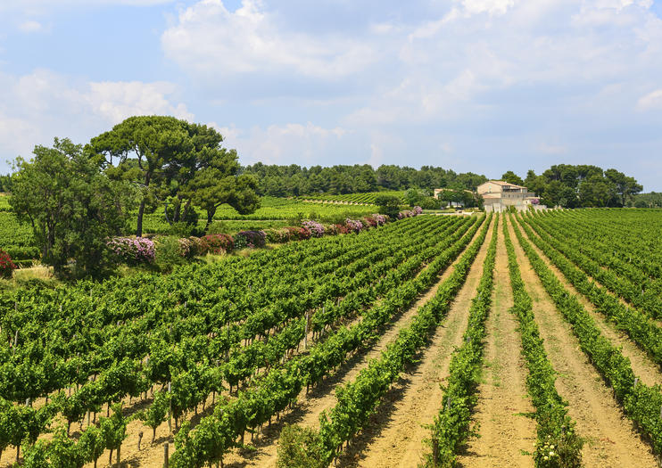 Cabardès Wine Region