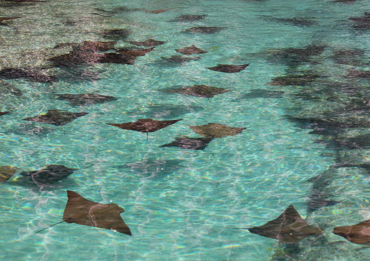 Stingray City Antigua