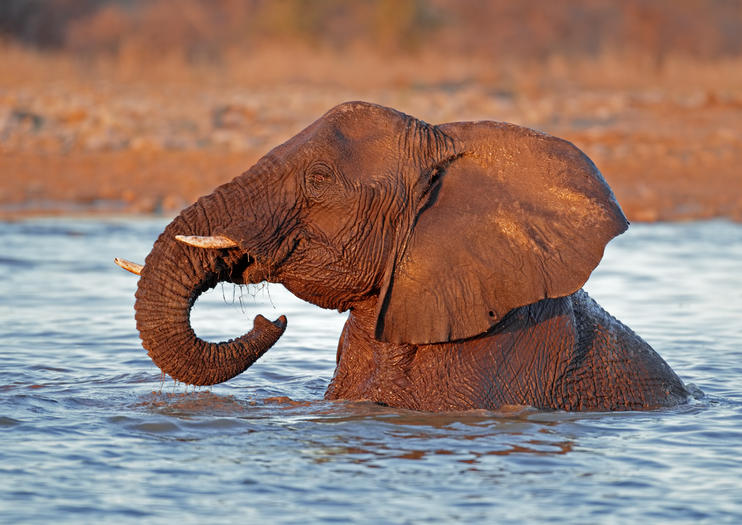 Parque Nacional De Etosha Cosas Que Hacer En 21 Viator