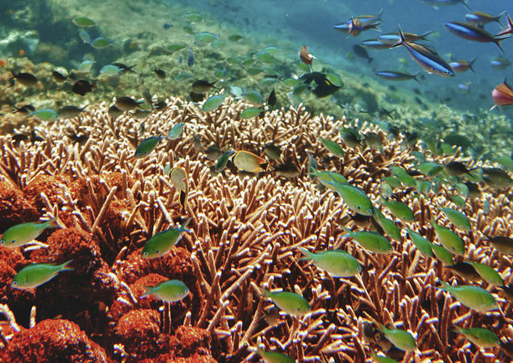 Mesoamerican Barrier Reef