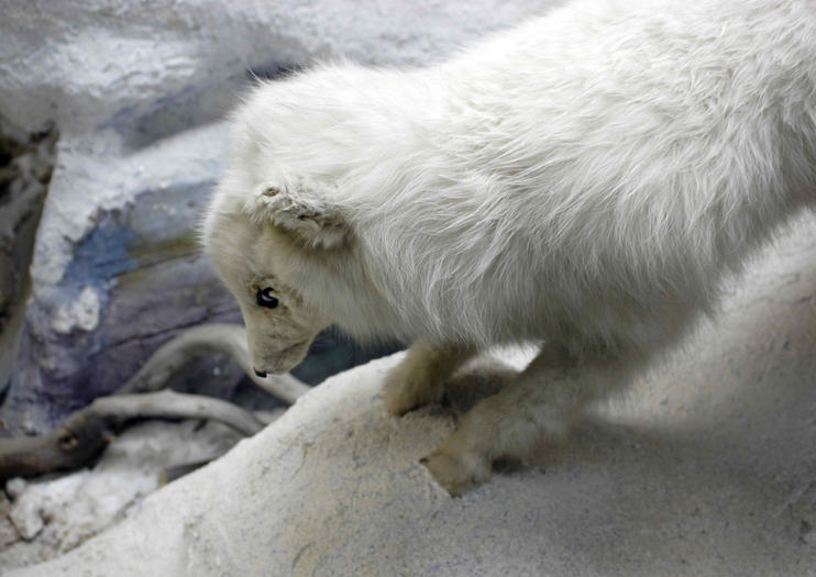 Polar Museum (Polarmuseet)