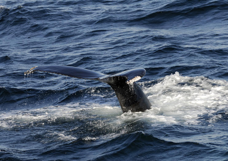 Stellwagen Bank National Marine Sanctuary
