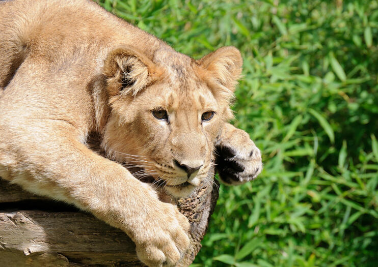 Rotterdam Zoo (Diergaarde Blijdorp)