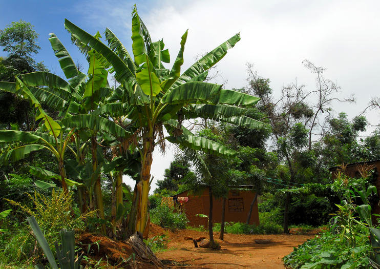 Tengeru