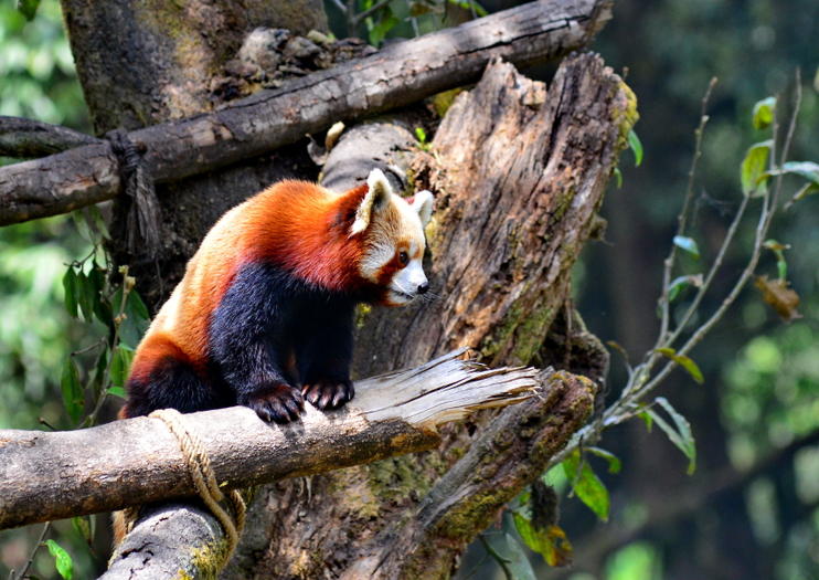 Padmaja Naidu Himalayan Zoological Park