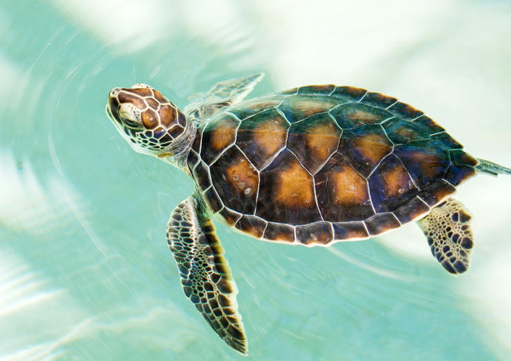 Mexican Turtle Center (Centro Mexicano de la Tortuga)