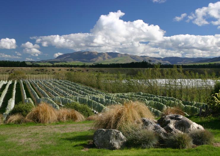 Torlesse Wines