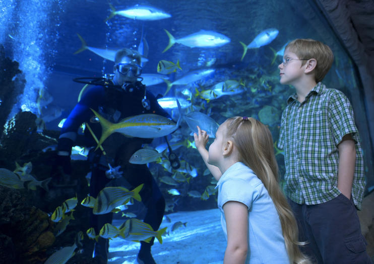 Top SEA LIFE® Aquarium Dallas Tours + Activities to Experience in ... - 174398 Viator Thinkstock 118245