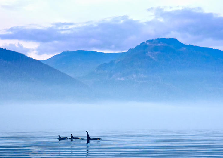 The Best Strait Of Juan De Fuca Tours Tickets 2021 Victoria Viator   174617 Viator Shutterstock 133115 