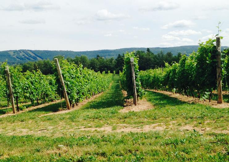 Sainte-Famille Wines