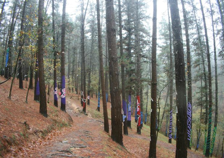 Oma Forest (Bosque de Oma)
