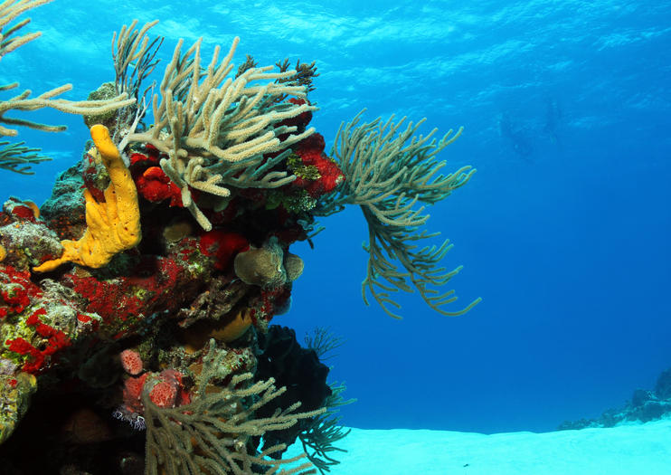 Tormentos Reef