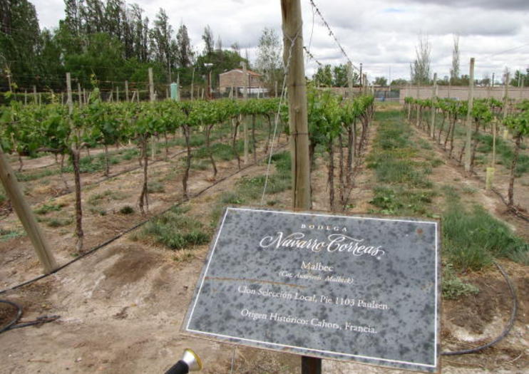 Navarro Correa Winery