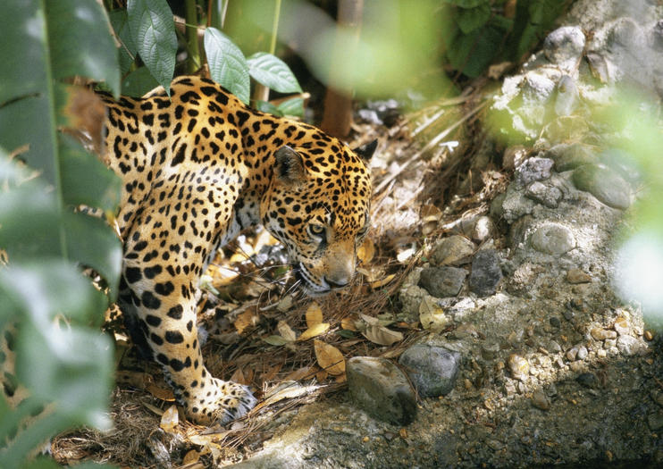 Belize Zoo