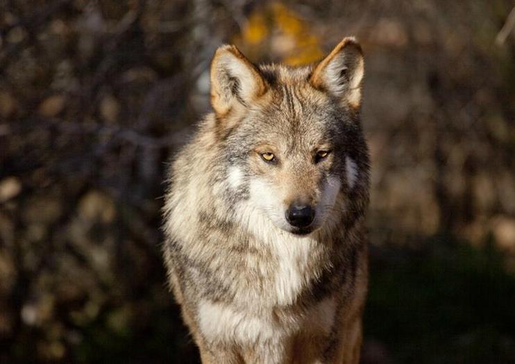 Southwest Wildlife Conservation Center