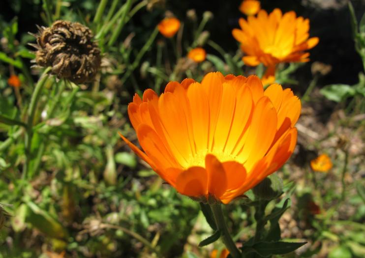 University of California Botanical Garden at Berkeley