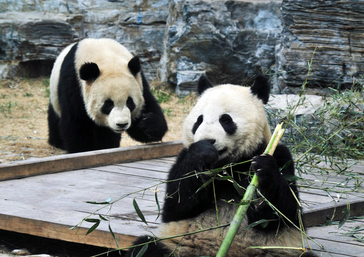 Zoo de Pékin