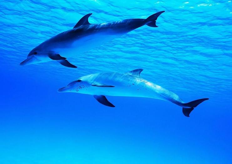 Moorea Dolphin Center
