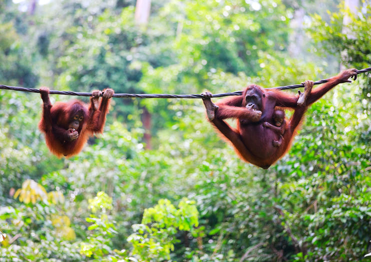 Batang Ai National Park