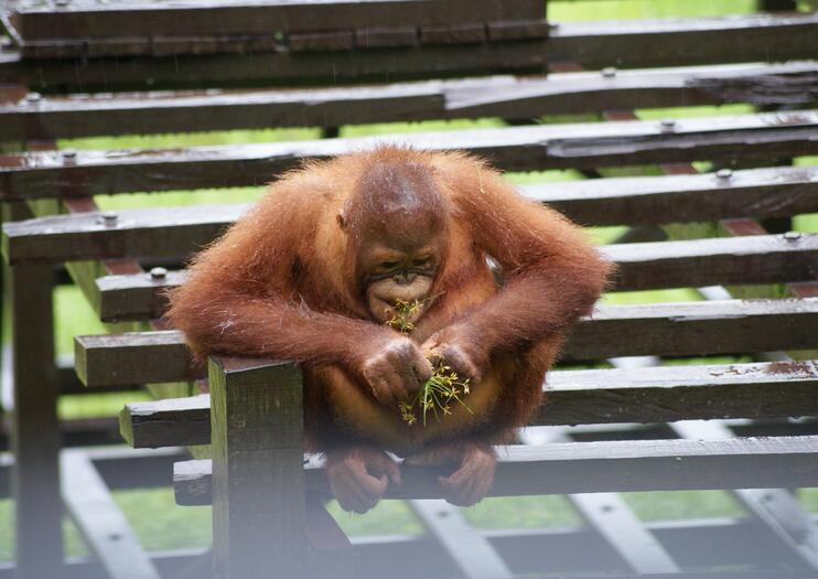 Matang Wildlife Centre