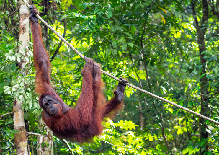 semenggoh nature reserve tours