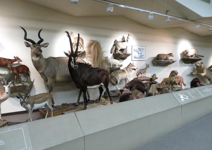 Las Vegas Natural History Museum