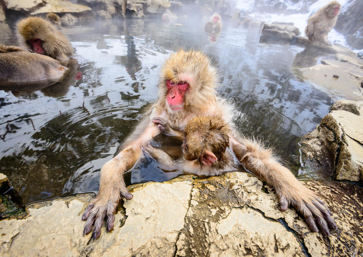 Visiting the Nagano Snow Monkeys from Tokyo for Tours