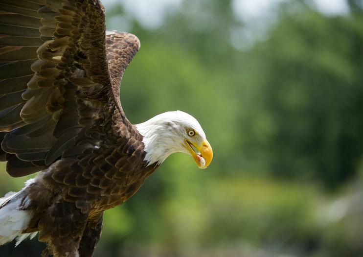 The Best Center for Birds of Prey Tours & Tickets 2020 - South Carolina