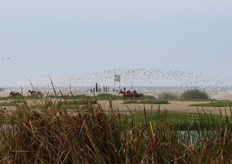 Pantanos de Villa Wildlife Refuge