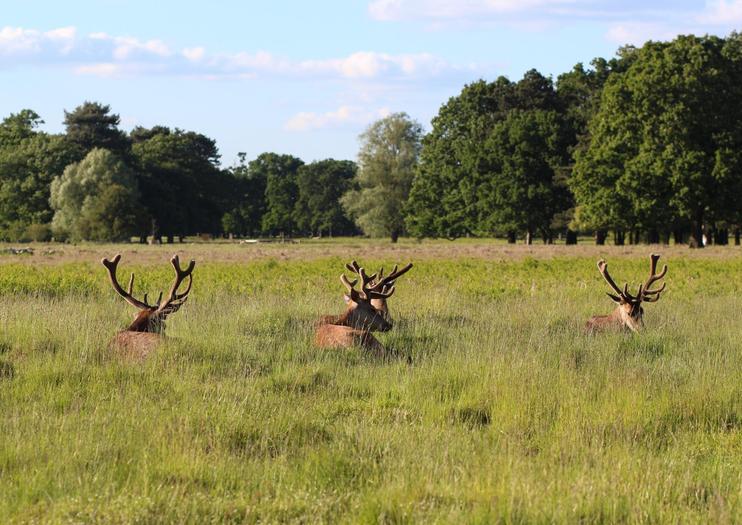 Bushy Park