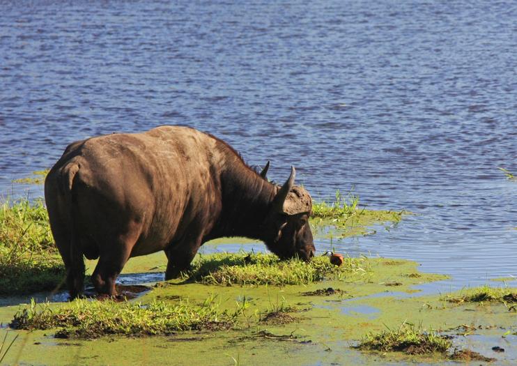 iSimangaliso Wetland Park