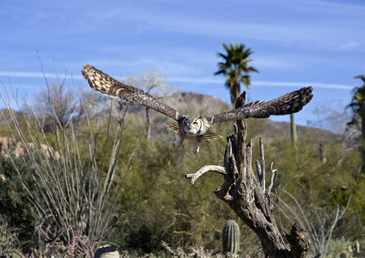 Arizona-Sonora Desert Museum
